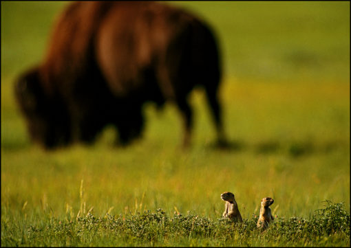 Prairie Dogs and Bison