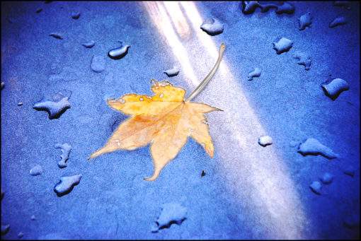 maple leaf and water droplets