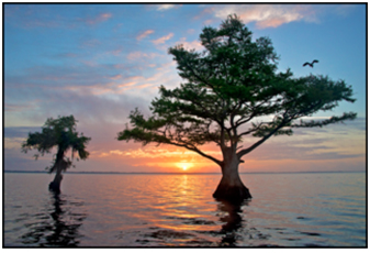 The sun setting between two trees at Blue Cypress Lake, Florida