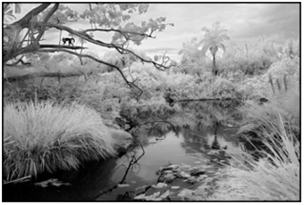 A black and white, tropical, landscape photograph in South Florida