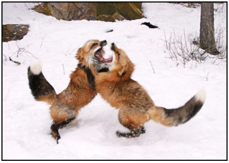 Two Montana red foxes fighting in the winter snow