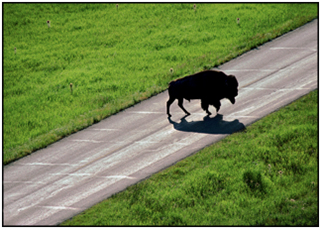 The silhouette of a bison crossing a road in Yellowstone National Park, Wyoming