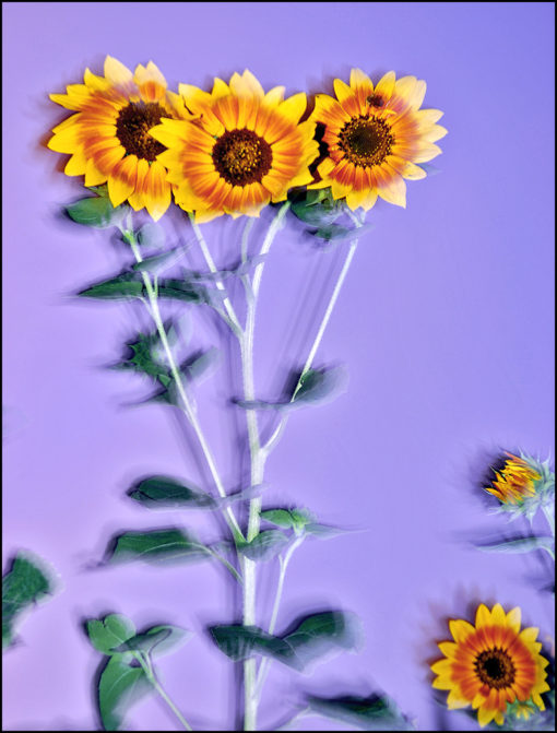 sunflowers with purple sunset