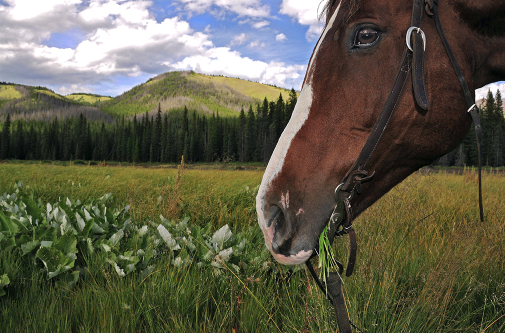 Horse portrait with Banff, Canada landscape in the background 