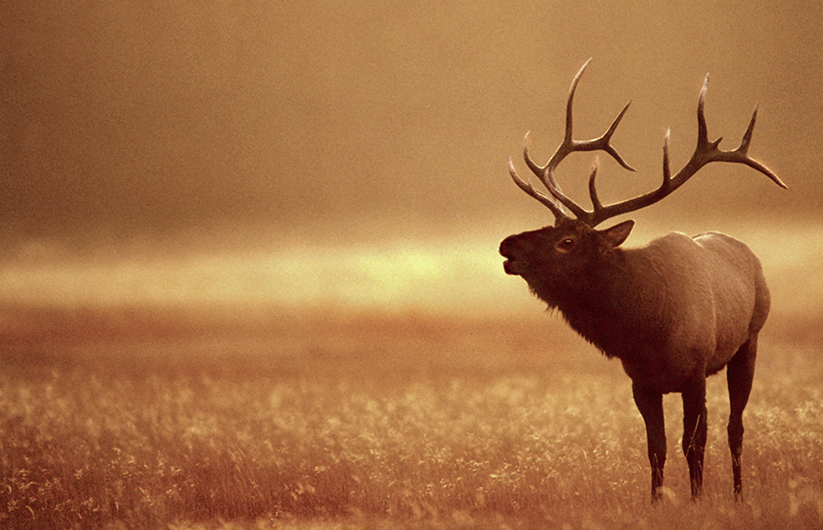 Bull Elk National Geographic photograph by Raymond Gehman