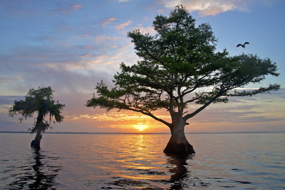 Blue cypress lake trees landscape in Florida at sunset