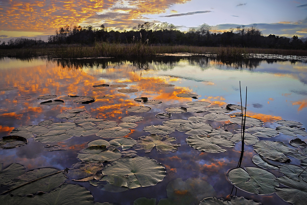 Grassy waters conservancy sunset landscape