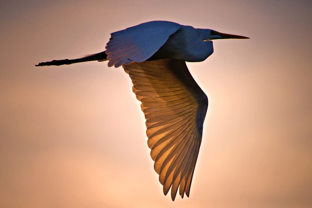 Flying Egret in Wakodahatchee, Florida